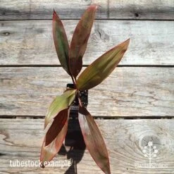 Cordyline Fruticosa Tangelo 27 Cordyline Fruticosa Tangelo -Plant Seed Store apo cordyline tangelo tubestock top