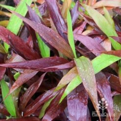 Cordyline Fruticosa Negra 10 Cordyline Fruticosa Negra -Plant Seed Store apo cordylne negra colours