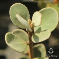 Correa Alba 7 Correa Alba -Plant Seed Store apo correa alba foliage