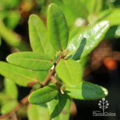 Correa Dinner Bells 11 Correa Dinner Bells -Plant Seed Store apo correa dinner bells foliage