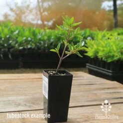 Correa Dusky Bells 16 Correa Dusky Bells -Plant Seed Store apo correa dusky bells