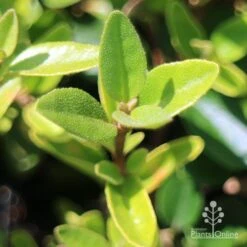 Correa Dusky Bells 15 Correa Dusky Bells -Plant Seed Store apo correa dusky bells foliage