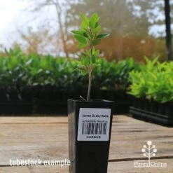 Correa Dusky Bells 17 Correa Dusky Bells -Plant Seed Store apo correa dusky bells tubestock