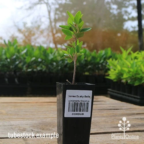 Correa Dusky Bells 9 Correa Dusky Bells - Image 9