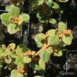 Correa Nummulariifolia - Roundleaf Correa 14 Correa Nummulariifolia - Roundleaf Correa -Plant Seed Store apo correa nummularia foliage