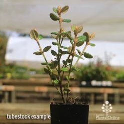 Correa Nummulariifolia - Roundleaf Correa 12 Correa Nummulariifolia - Roundleaf Correa -Plant Seed Store apo correa nummularifolia tubestock