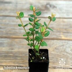 Correa Nummulariifolia - Roundleaf Correa 10 Correa Nummulariifolia - Roundleaf Correa -Plant Seed Store apo correa nummularifolia tubestock top