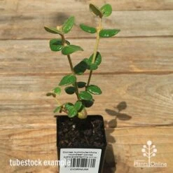Correa Nummulariifolia - Roundleaf Correa 15 Correa Nummulariifolia - Roundleaf Correa -Plant Seed Store apo correa nummulariifolia tubestock