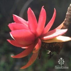 Crassula Campfire - Succulent