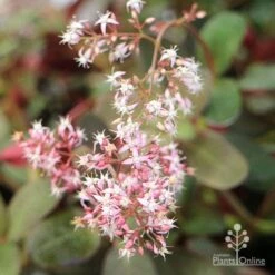 Crassula Purple Dragon - Fairy Crassula 11 Crassula Purple Dragon - Fairy Crassula -Plant Seed Store apo crassula purple dragon flower cluster large