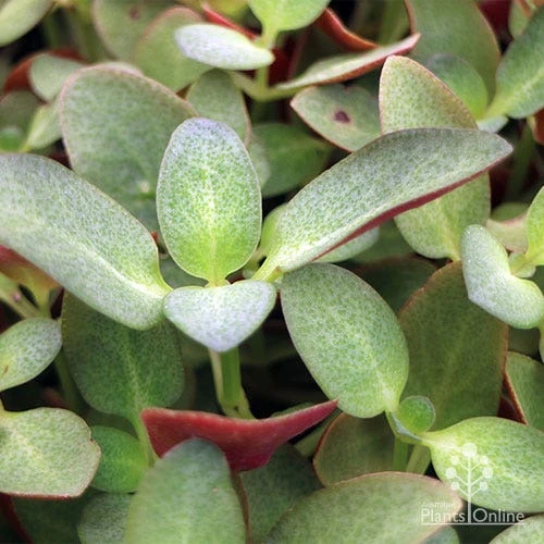 Crassula Purple Dragon - Fairy Crassula 6 Crassula Purple Dragon - Fairy Crassula - Image 6
