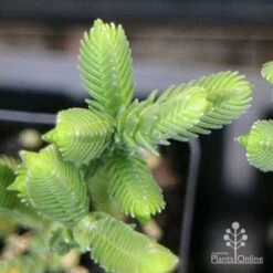 Crassula - Watchchain, Rat Tail Succulent -Plant Seed Store apo crassula watch chain close