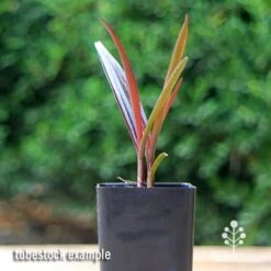 Crinum Wine Time - Swamp Lily -Plant Seed Store apo crinum wine time tubestock