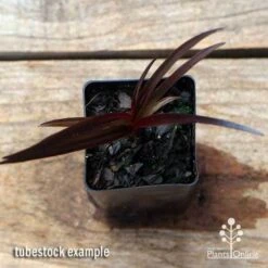 Crinum Wine Time - Swamp Lily -Plant Seed Store apo crinum wine time tubestock top