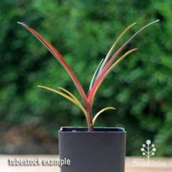 Crinum Wine Time - Swamp Lily -Plant Seed Store apo crinum wine time tubestock2