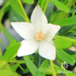 Crowea White Star - Waxflower 13 Crowea White Star - Waxflower -Plant Seed Store apo crowea white star flower close