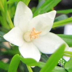 Crowea White Star - Waxflower 10 Crowea White Star - Waxflower -Plant Seed Store apo crowea white star flower 1 1