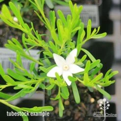 Crowea White Star - Waxflower 14 Crowea White Star - Waxflower -Plant Seed Store apo crowea white star tubestock