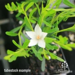Crowea White Star - Waxflower 15 Crowea White Star - Waxflower -Plant Seed Store apo crowea white star tubestock2