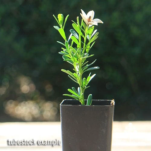 Crowea White Star - Waxflower 2 Crowea White Star - Waxflower - Image 2