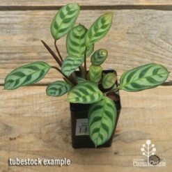 Ctenanthe Burle Marxii 5 Ctenanthe Burle Marxii -Plant Seed Store apo ctenanthe burle marx tubestock top