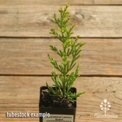 Cupressus Lemon Scent - Lemon Cypress 11 Cupressus Lemon Scent - Lemon Cypress -Plant Seed Store apo cupressus lemon scent tubestock top