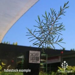 Chamelaucium Dancing Queen - Waxflower 13 Chamelaucium Dancing Queen - Waxflower -Plant Seed Store apo dancing queen tubestock