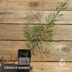 Chamelaucium Dancing Queen - Waxflower 19 Chamelaucium Dancing Queen - Waxflower -Plant Seed Store apo dancing queen tubestock top