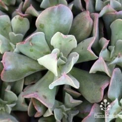 Echeveria Dark Vader - Succulent -Plant Seed Store apo dark vader echeveria