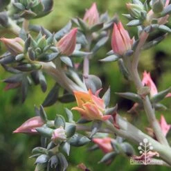 Echeveria Dark Vader - Succulent -Plant Seed Store apo dark vader flowerstem close