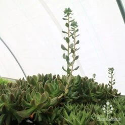 Echeveria Dark Vader - Succulent -Plant Seed Store apo dark vader new shoots