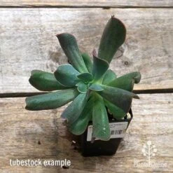 Echeveria Dark Vader - Succulent -Plant Seed Store apo dark vader tubestock top