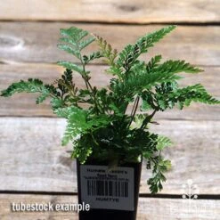 Humata - Rabbit's Foot Fern 29 Humata - Rabbit's Foot Fern -Plant Seed Store apo davallia humata fern