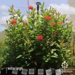 Grevillea Deua Flame 18 Grevillea Deua Flame -Plant Seed Store apo deua flame dec large