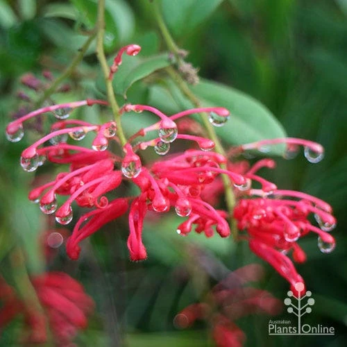 Grevillea Deua Flame 14 Grevillea Deua Flame - Image 14