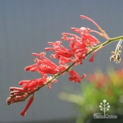 Grevillea Deua Flame 19 Grevillea Deua Flame -Plant Seed Store apo deua flame flower