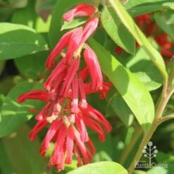 Grevillea Deua Flame 27 Grevillea Deua Flame -Plant Seed Store apo deua flame flower cluster
