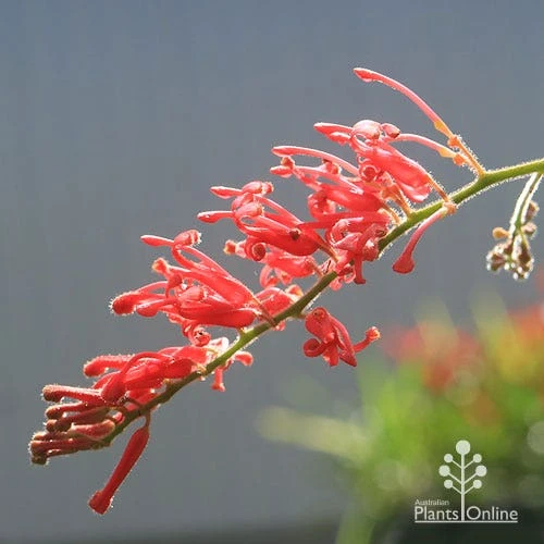 Grevillea Deua Flame 4 Grevillea Deua Flame - Image 4