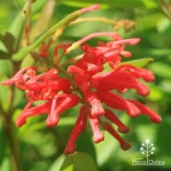 Grevillea Deua Flame 23 Grevillea Deua Flame -Plant Seed Store apo deua flame full open flower
