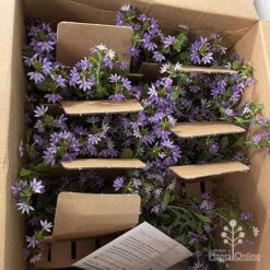 Scaevola Purple Fanfare - Fan Flower 10 Scaevola Purple Fanfare - Fan Flower -Plant Seed Store apo diana taylor scaevola unboxing