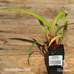 Dianella Cherry Red -Plant Seed Store apo dianella cherry red tubestock alt