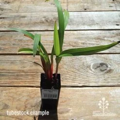 Dianella Cherry Red -Plant Seed Store apo dianella cherry red tubestock top