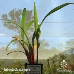 Dianella Cherry Red -Plant Seed Store apo dianella cherry red tubestock2