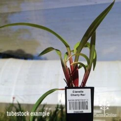 Dianella Cherry Red -Plant Seed Store apo dianella cherry red tubestock3