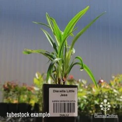 Dianella Little Jess -Plant Seed Store apo dianella little jess tubestock