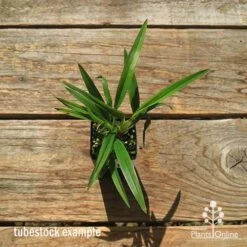 Dianella Little Jess -Plant Seed Store apo dianella little jess tubestock top