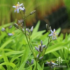 Dianella Petite Marie 14 Dianella Petite Marie -Plant Seed Store apo dianella petite marie flower stems
