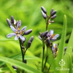 Dianella Petite Marie 18 Dianella Petite Marie -Plant Seed Store apo dianella petite marie flowers
