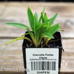 Dianella Petite Marie 16 Dianella Petite Marie -Plant Seed Store apo dianella petite marie tubestock