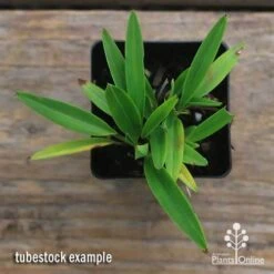 Dianella Petite Marie 17 Dianella Petite Marie -Plant Seed Store apo dianella petite marie tubestock top